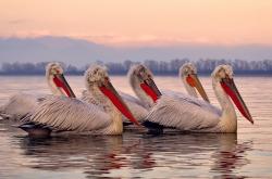 开云体育平台APP-意甲熔炉，当爱尔兰血性撞上埃及魔法，绿茵场谱写地缘足球史诗