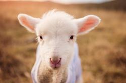 开云体育-铁壁湖人与冷血塔图姆，一场关于封锁与决断的篮球哲学