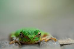 开云体育在线-德甲争冠焦点战，瑞士精密防守压制罗马狂潮