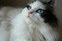 开云APP-压力铸就辉煌，约基奇爆发引领太阳队战胜深圳队