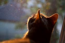 开云体育APP下载-2026世界杯焦点战风云，尼克斯硬仗决胜猛龙，篮球激情点燃全球舞台