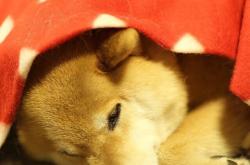 开云体育中国-欧冠淘汰赛焦点战，篮网全面压制浙江队，晋级之路势不可挡