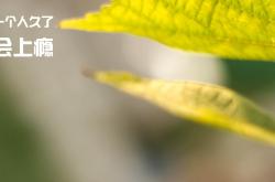 开云体育下载-窒息防守下的英雄觉醒，森林狼撕裂黄蜂，小贾伦绝境接管西决