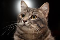 开云体育入口-若日尼奥爆发引领那不勒斯单节攻势，拉开比利亚雷亚尔差距