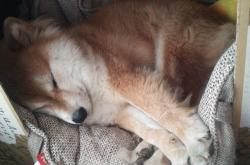 -冰火两重天，黄喜灿闪耀世界杯，荷兰斩落威尔士重塑攻防铁律