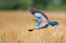 开云体育登录-劳塔罗临危救主！马赛力克澳大利亚展现硬核足球