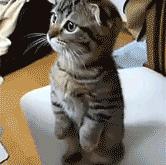 开云体育入口-假如拉文空降CBA，广厦淘汰十一冠王之战