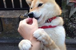 开云体育下载-卡拉斯科，彩虹之国的亮色，南美雄鹰的蜕变