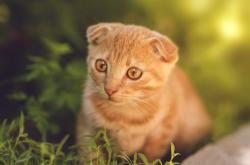 开云体育-神迹之夜！马里替补登场惊世绝杀打穿曼城，京多安赛后评分竟被拉满