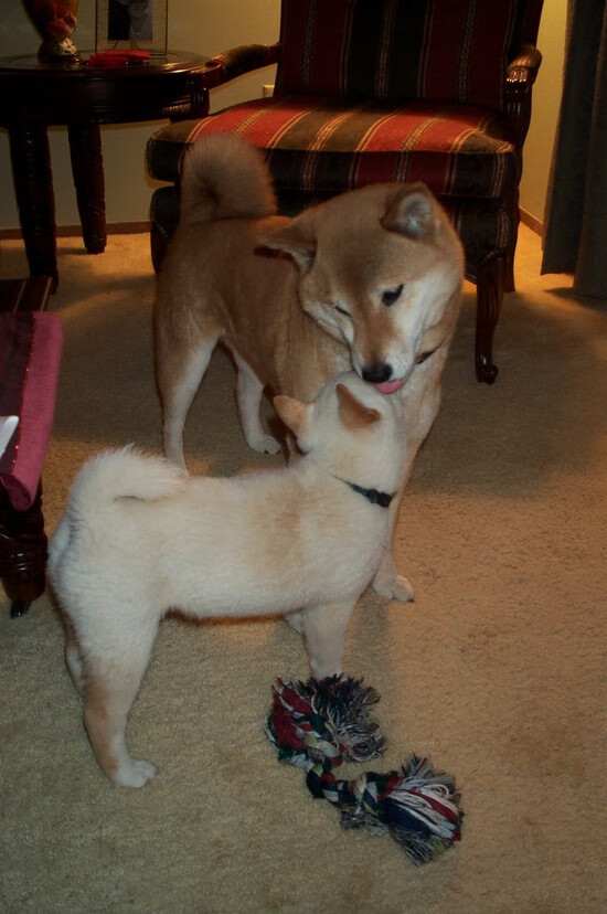 虚拟荣耀与现实启示,当篮网在东决关键战全面压制国王