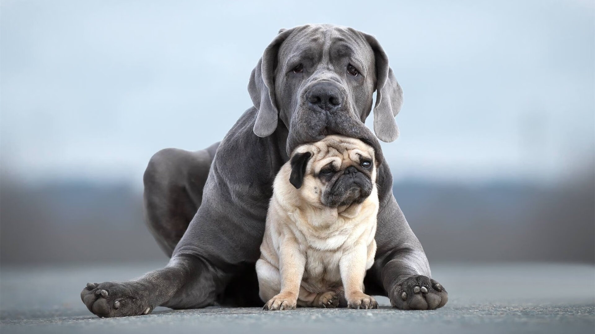 荷兰风暴击穿文艺复兴之城,奥斯梅恩的攻防统治启示录