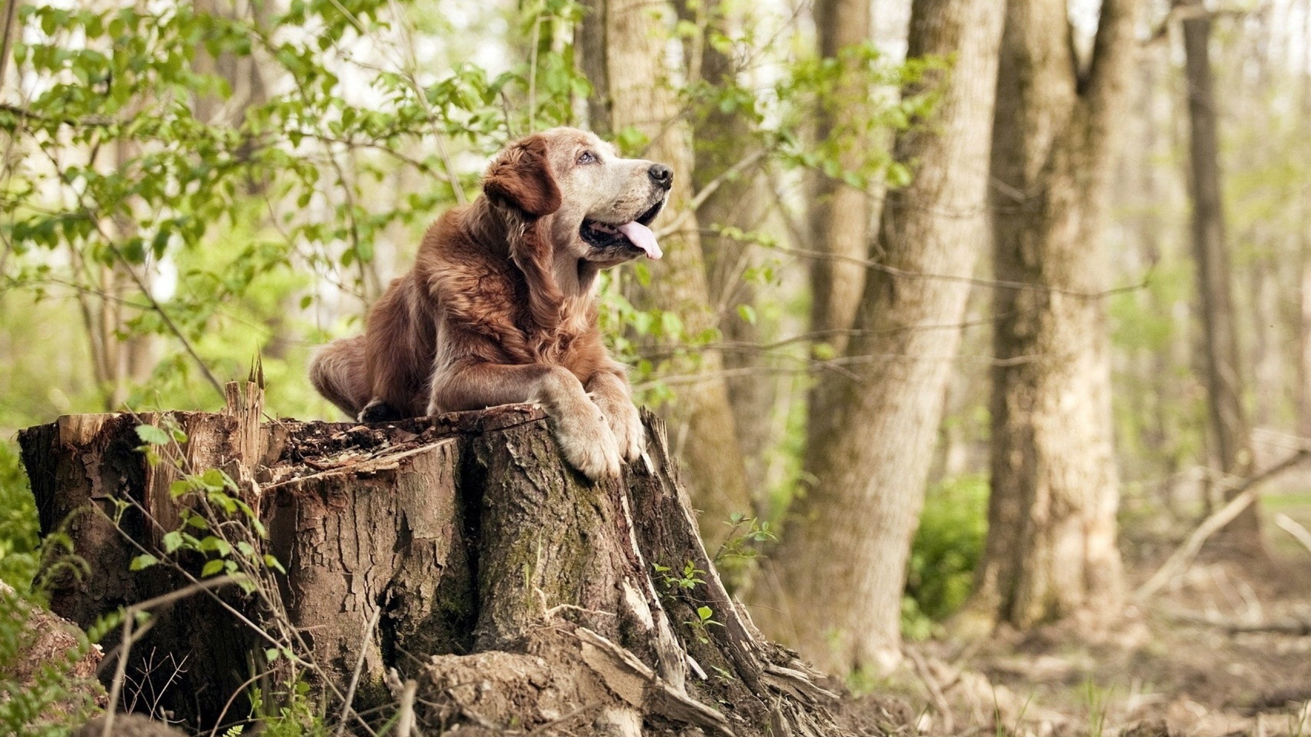 龙吟沙漠畔，孤星耀夜空—卡拉斯科绝境舞步点燃中伊对决
