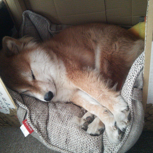 冰火两重天，黄喜灿闪耀世界杯，荷兰斩落威尔士重塑攻防铁律