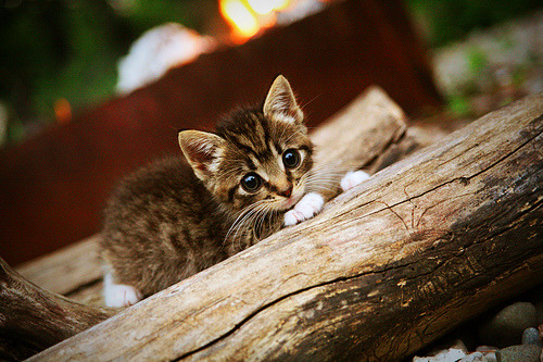 孙兴慜的锐利之光，雷恩的沉默之墙，两种足球风骨的当代交响