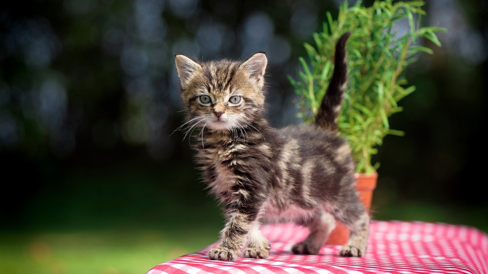 金发舞步撕裂钢铁森林，迪巴拉的教科书之夜