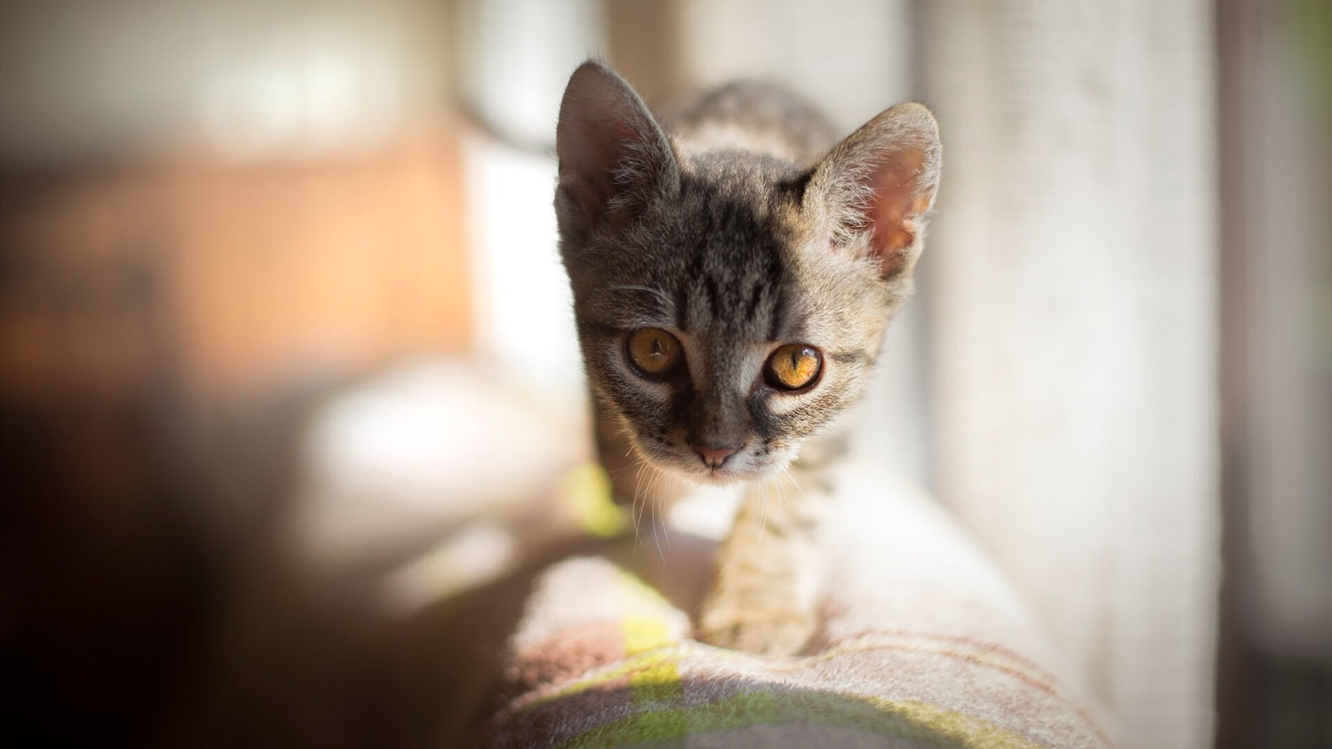 横扫球场与称霸赛道,当统治力成为唯一语法