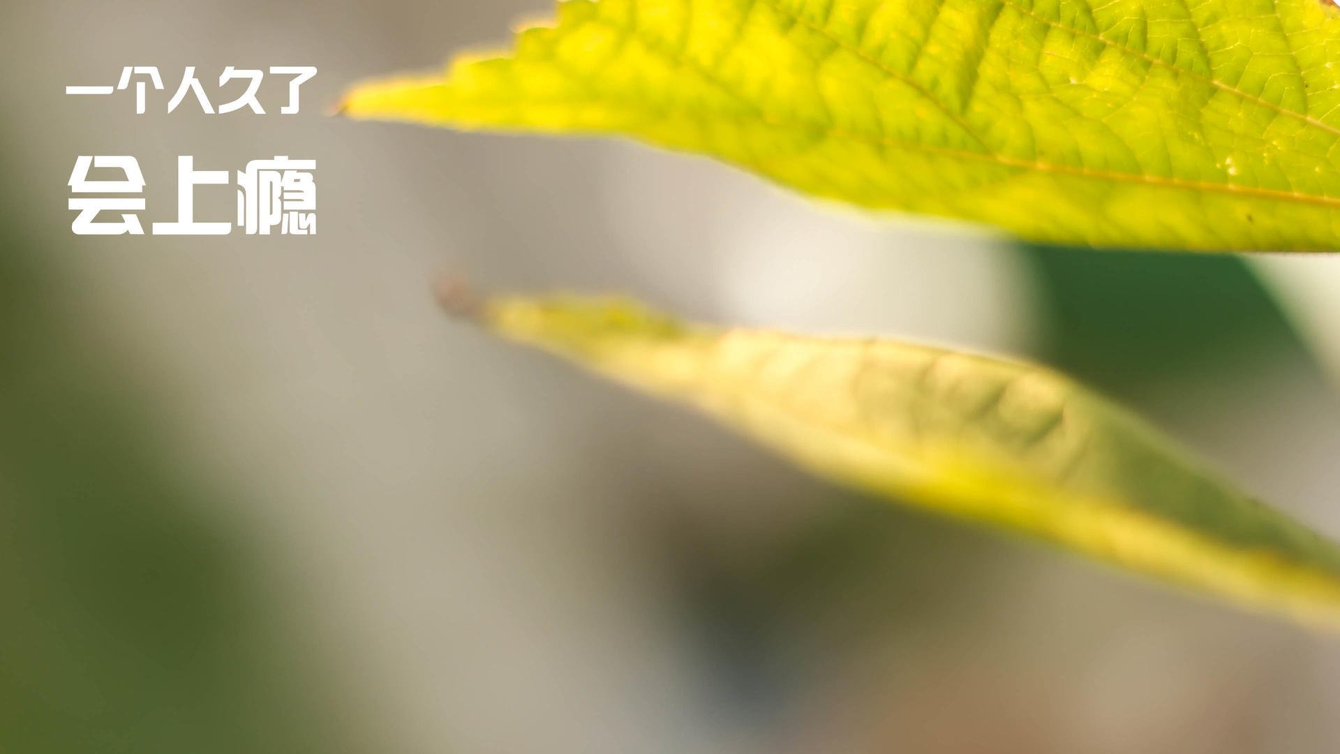 奇才主场碾压老鹰，范弗利特关键先生闪耀全场