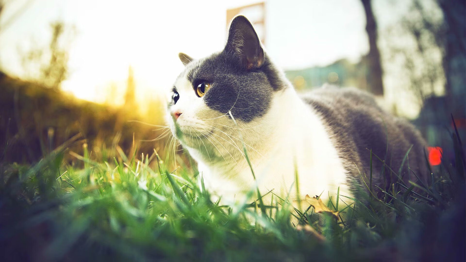 戈麦斯关键先生，挪威强势拿下突尼斯