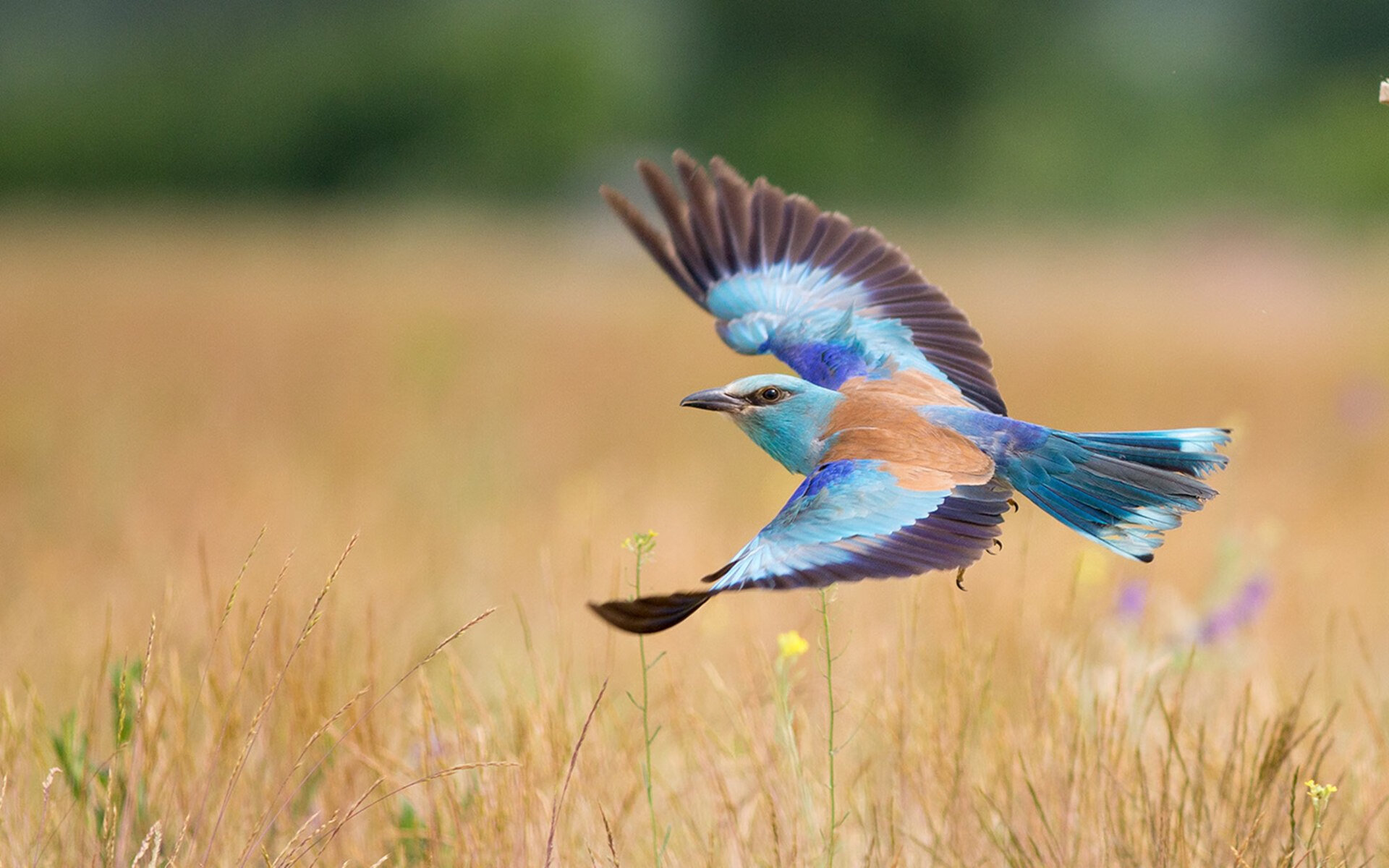 劳塔罗临危救主！马赛力克澳大利亚展现硬核足球