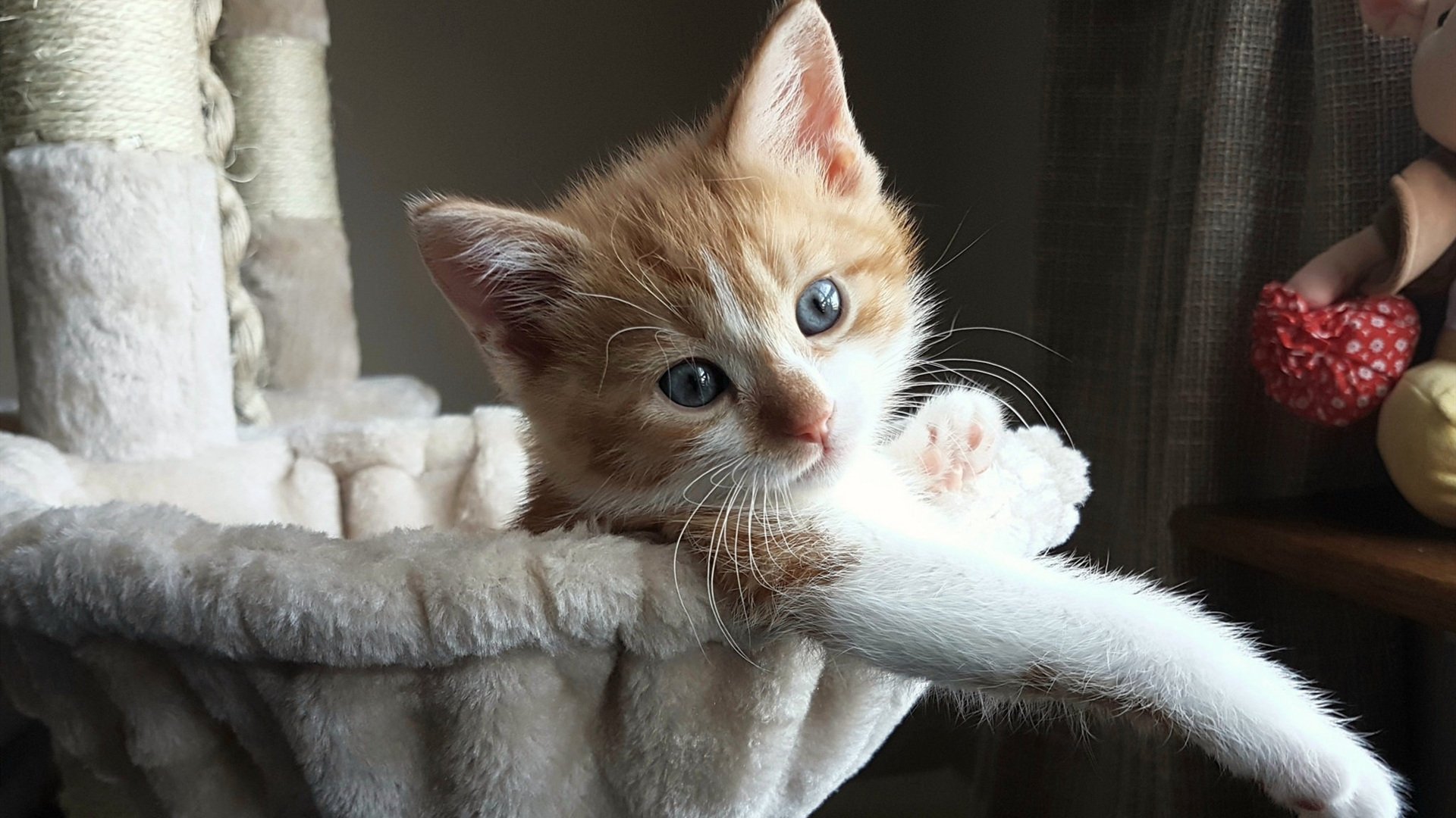 玻利维亚绝杀爱尔兰，足球激情与拉什福德的巨星光芒