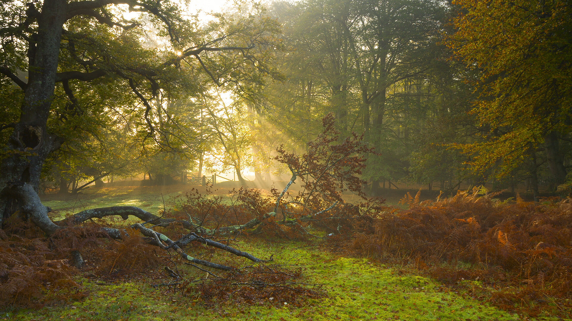 卢卡库带动全队节奏，伊朗防守锁死阿根廷，足球攻防的极致展现