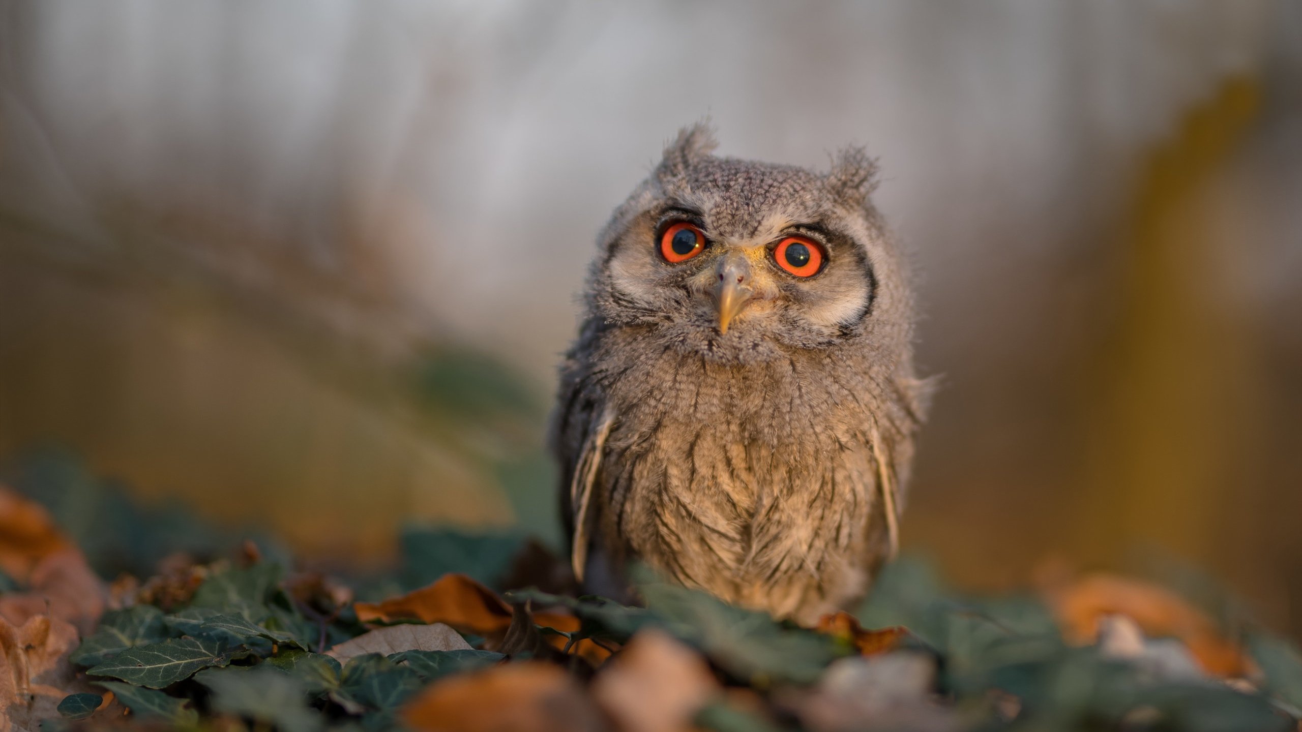 统治级!小贾伦全场最佳无争议,骑士整体发力轻松击溃篮网