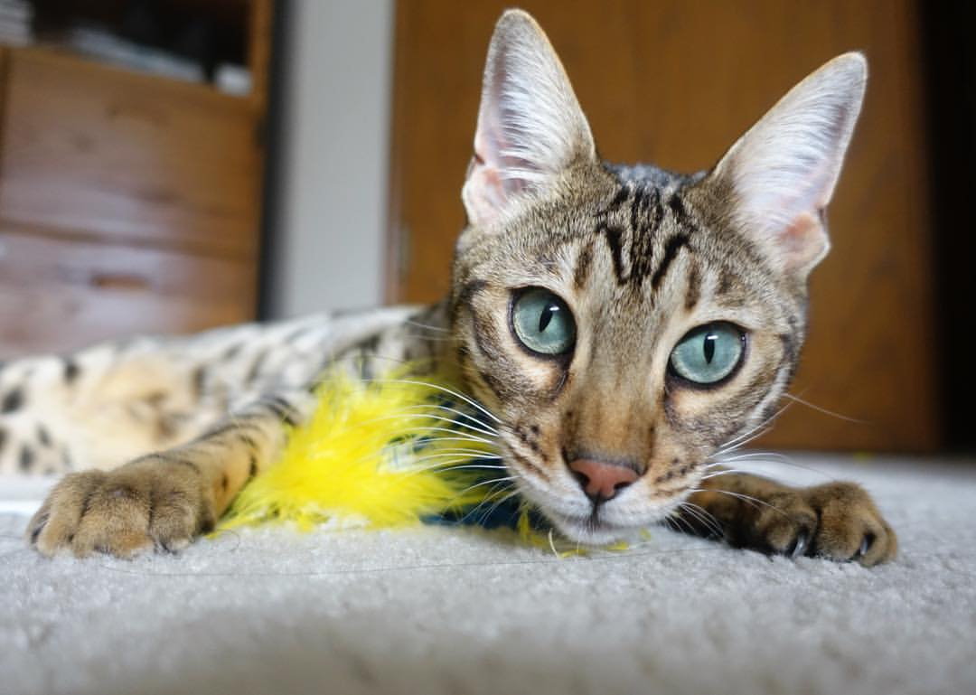 深圳队鏖战力克太阳，拉梅洛末节主宰定胜局