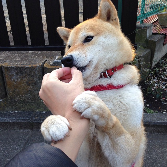 卡拉斯科,彩虹之国的亮色,南美雄鹰的蜕变