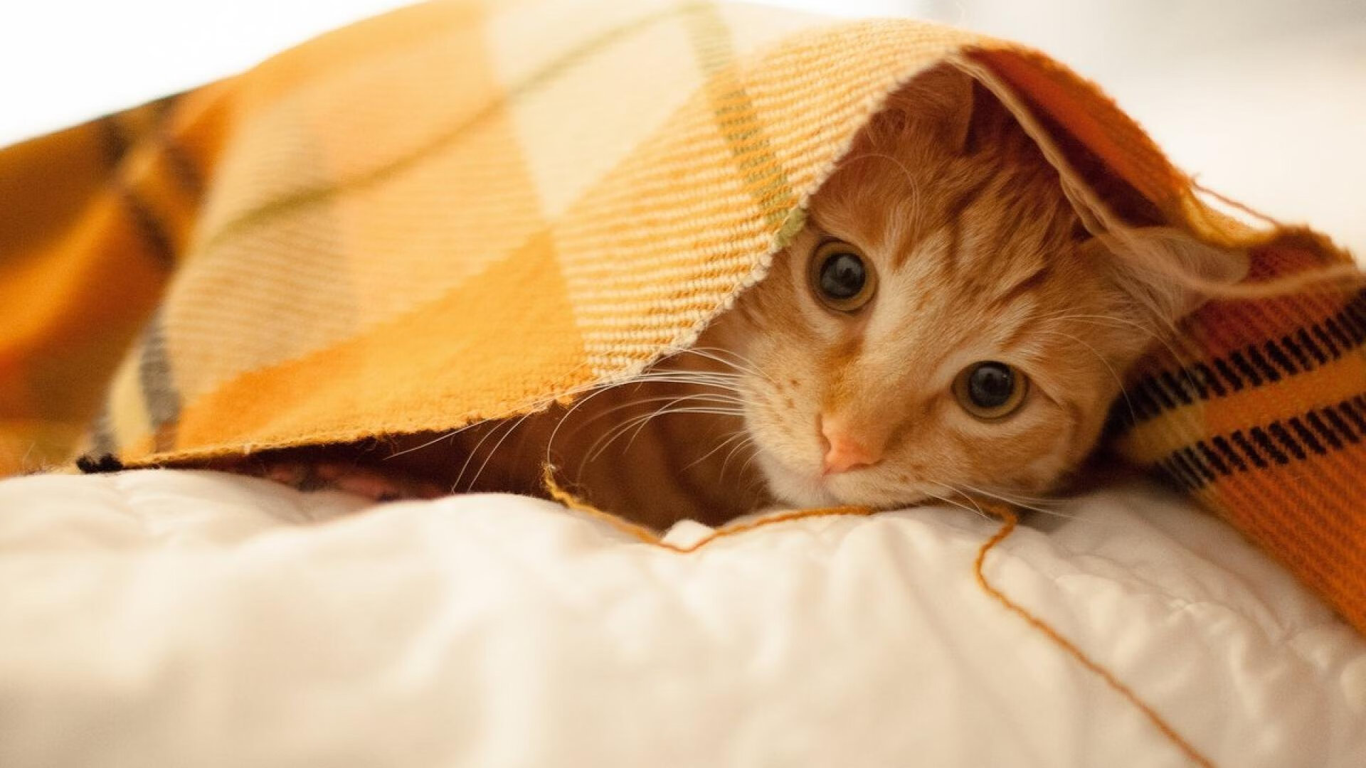 爆冷!爱德华兹狂轰45+三双,上海队团队篮球完胜雄鹿完美首秀