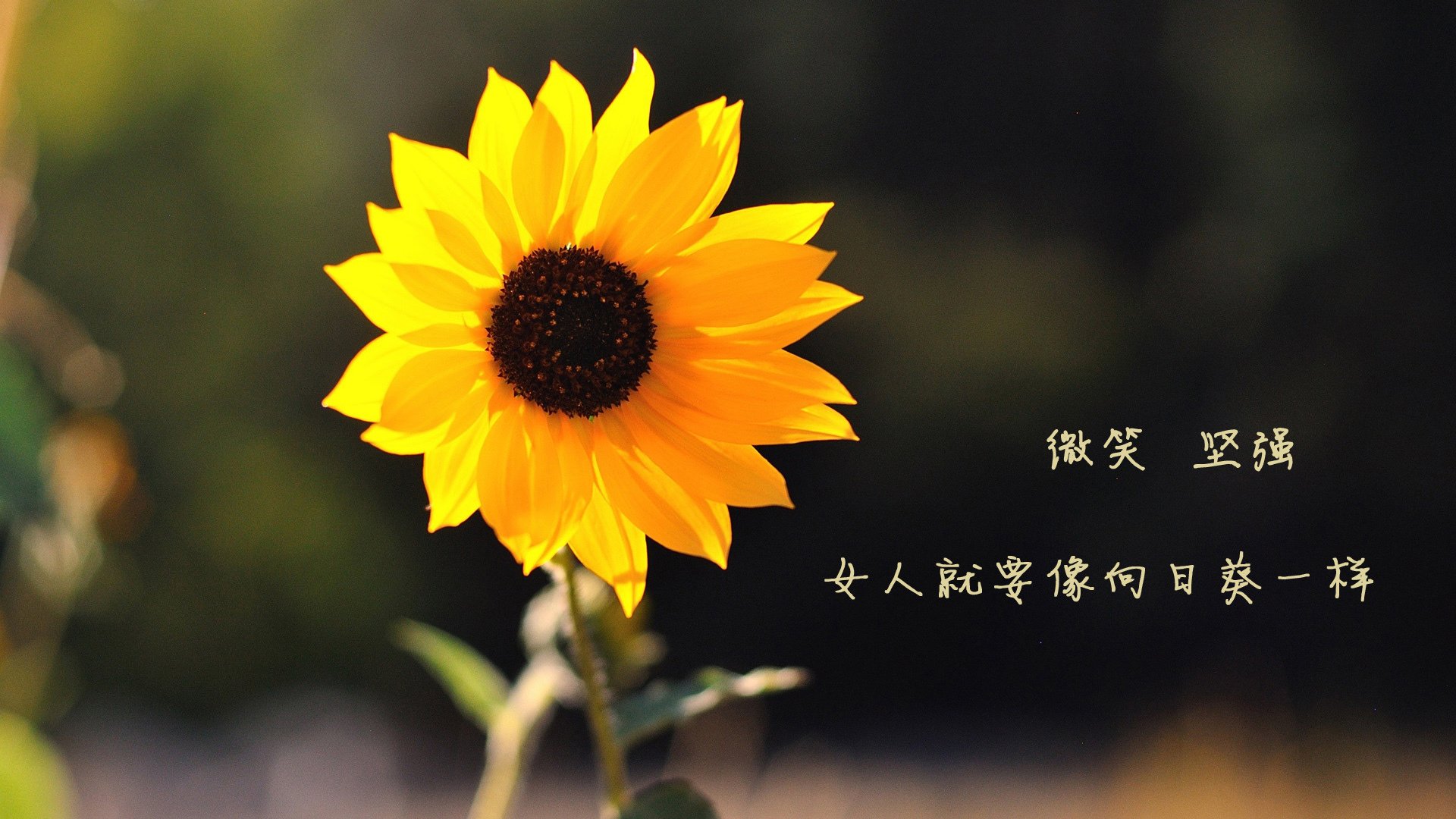 绝境新王，哈利伯顿一球定江山