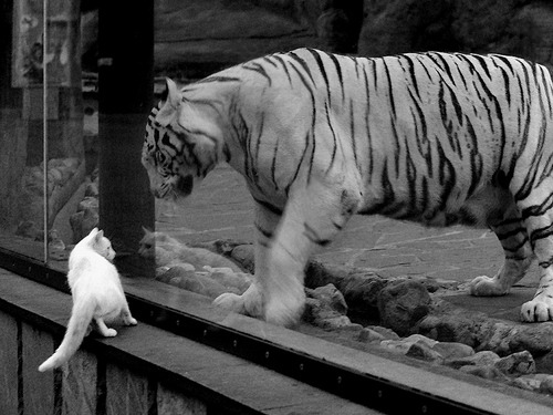 跨界巅峰，委内瑞拉足球力克哥伦比亚，迪亚斯NBA季后赛主宰之战