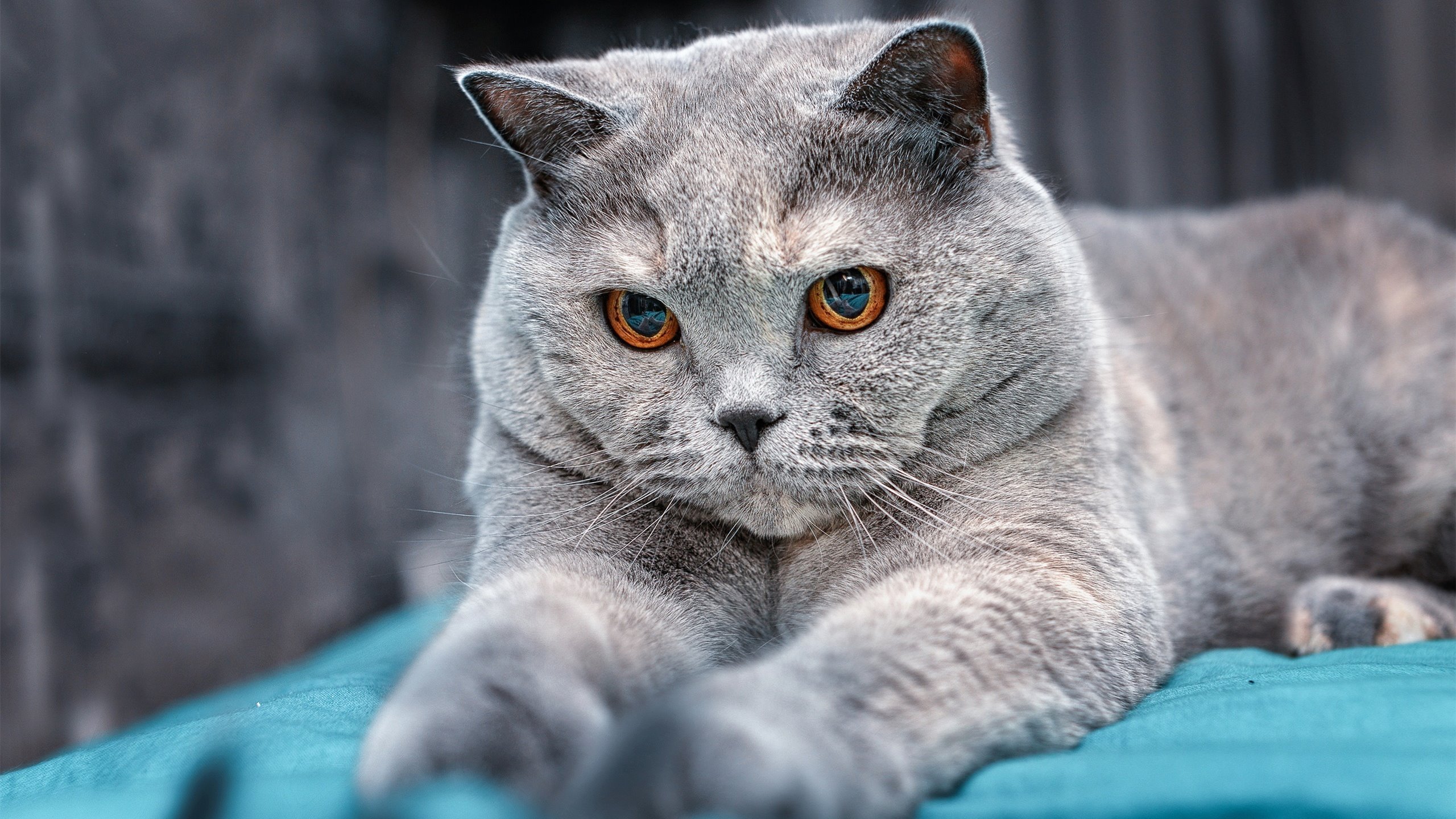 欧冠，比利亚雷亚尔对阵拜仁，德布劳内—舞台越大越强