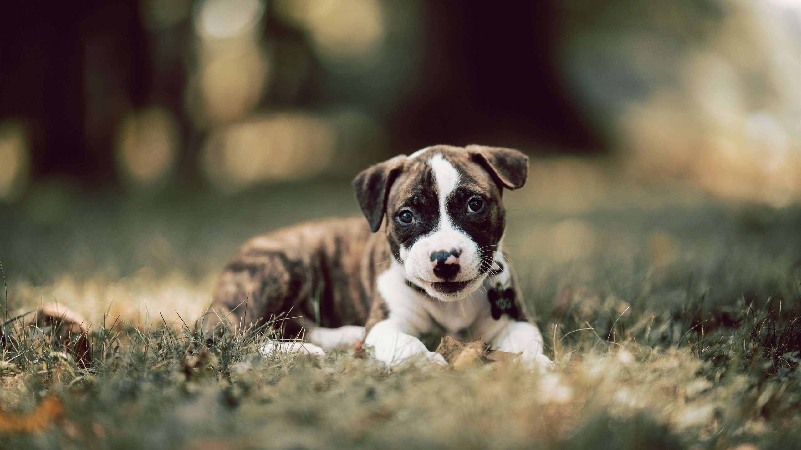 夜之疾速，阿尔瓦雷斯在F1揭幕战中展露王者锋芒