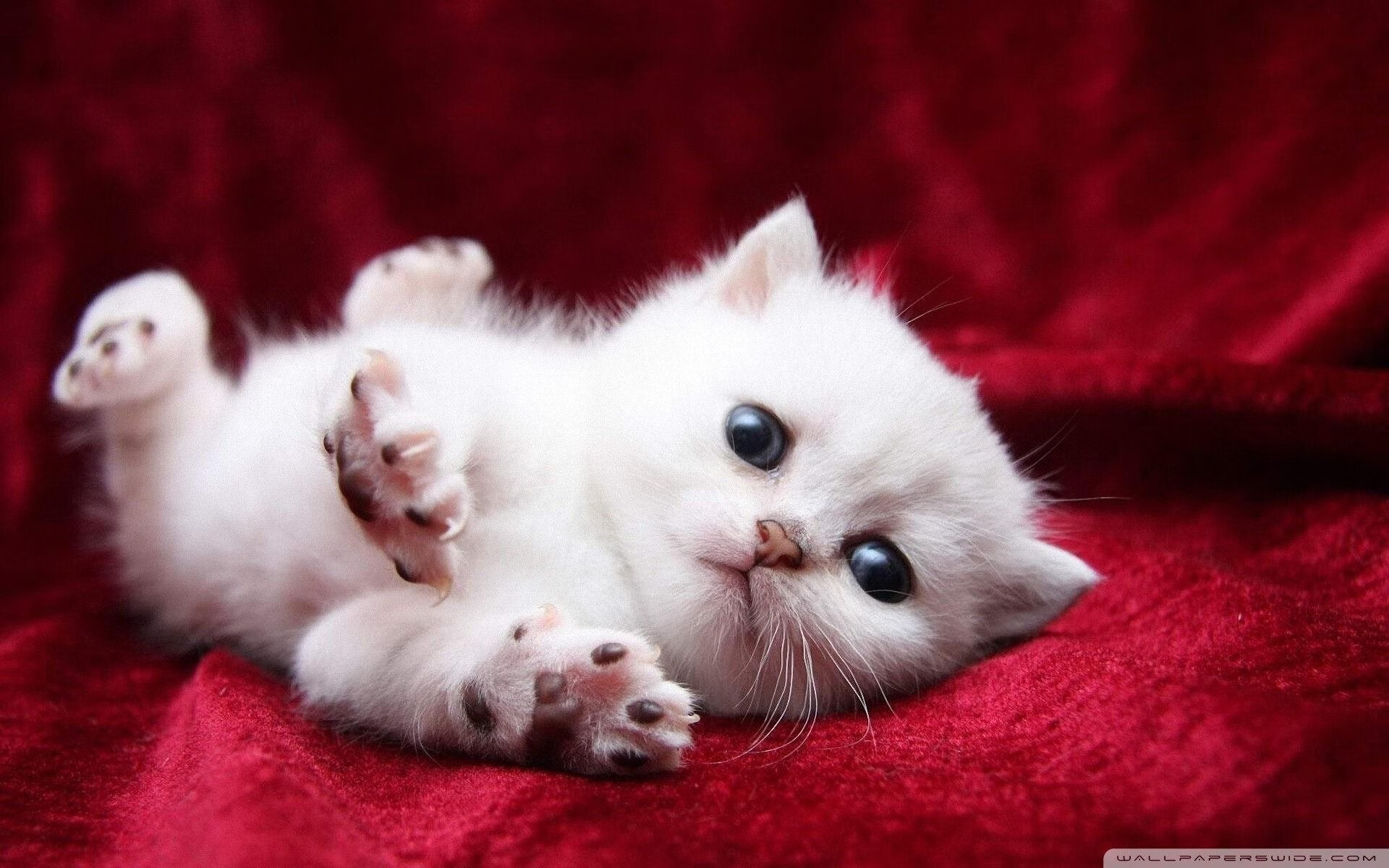 赛道上的争冠狂潮，绿茵场的逆袭神话，两个世界，一种燃烧