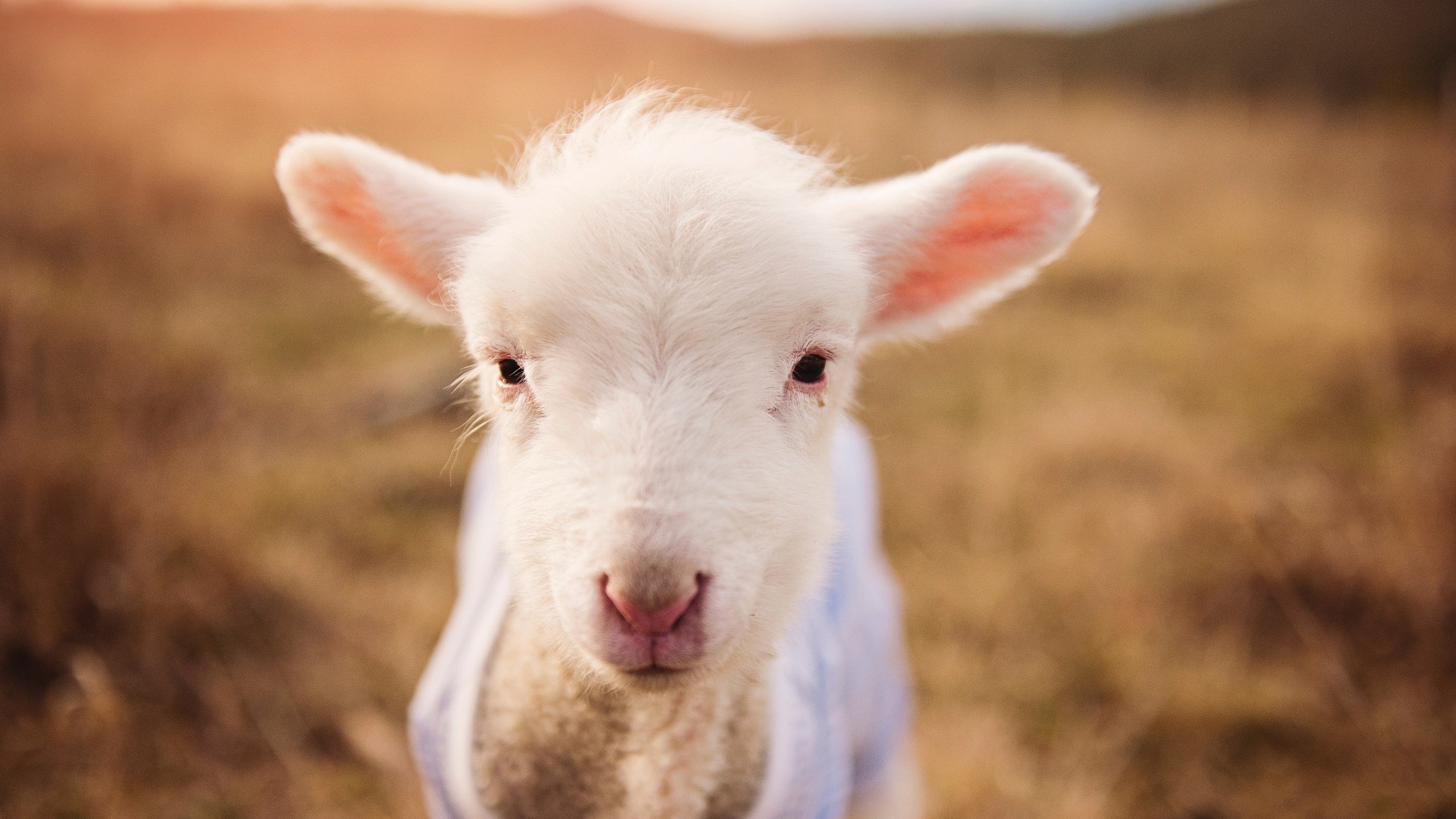 铁壁湖人与冷血塔图姆，一场关于封锁与决断的篮球哲学