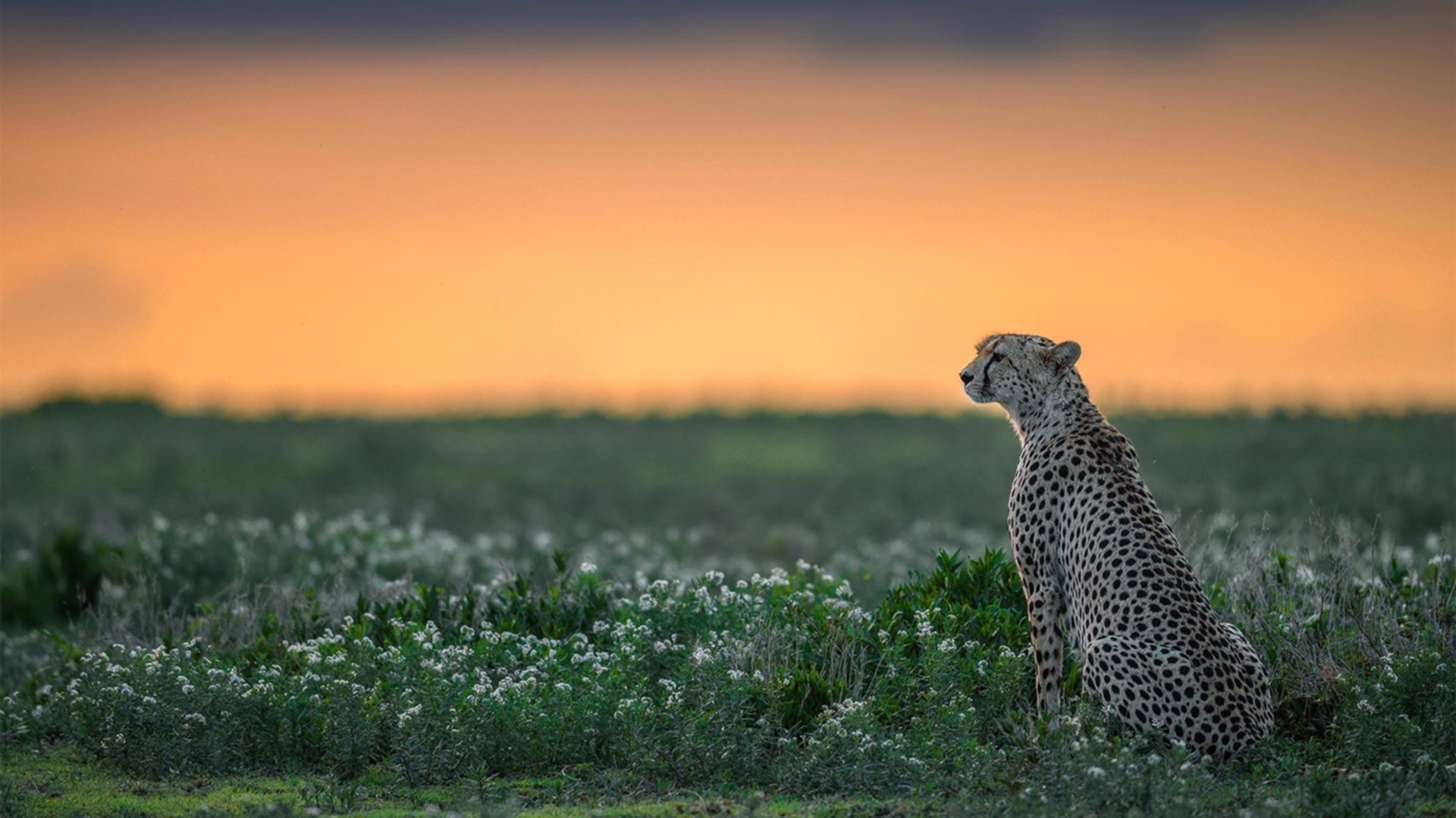 风驰电掣与风卷残云，当F1街道缠斗遇上NBA铁血征服