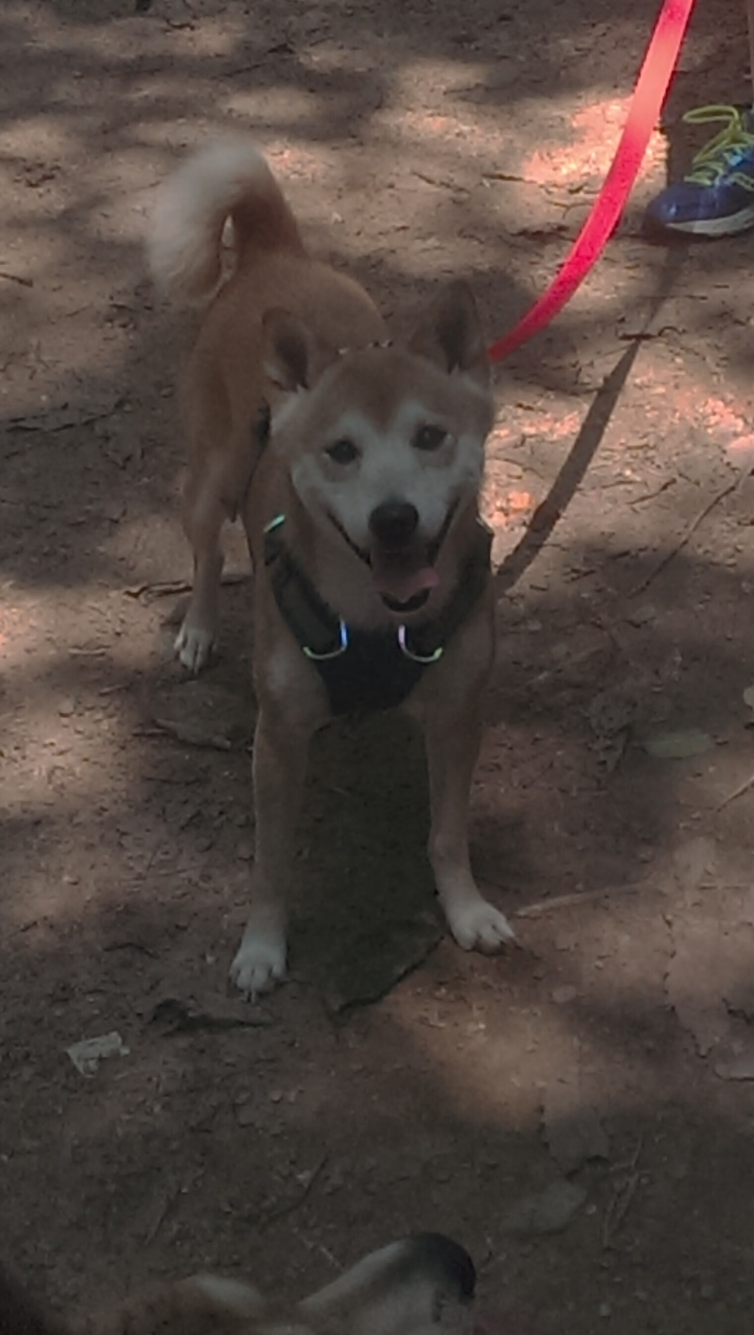 绿茵对决与硬木碰撞，同一夜晚，两种体育意志的交响