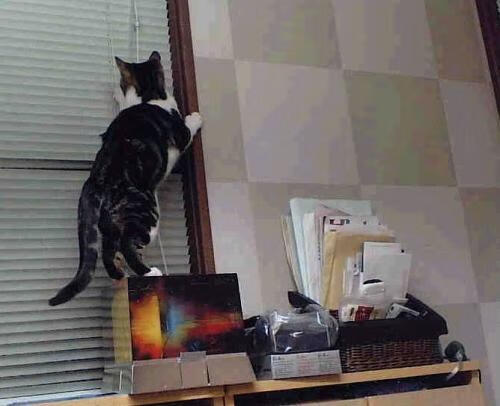 吉林队火力压制森林狼,切特成关键先生,诠释真正领袖风范