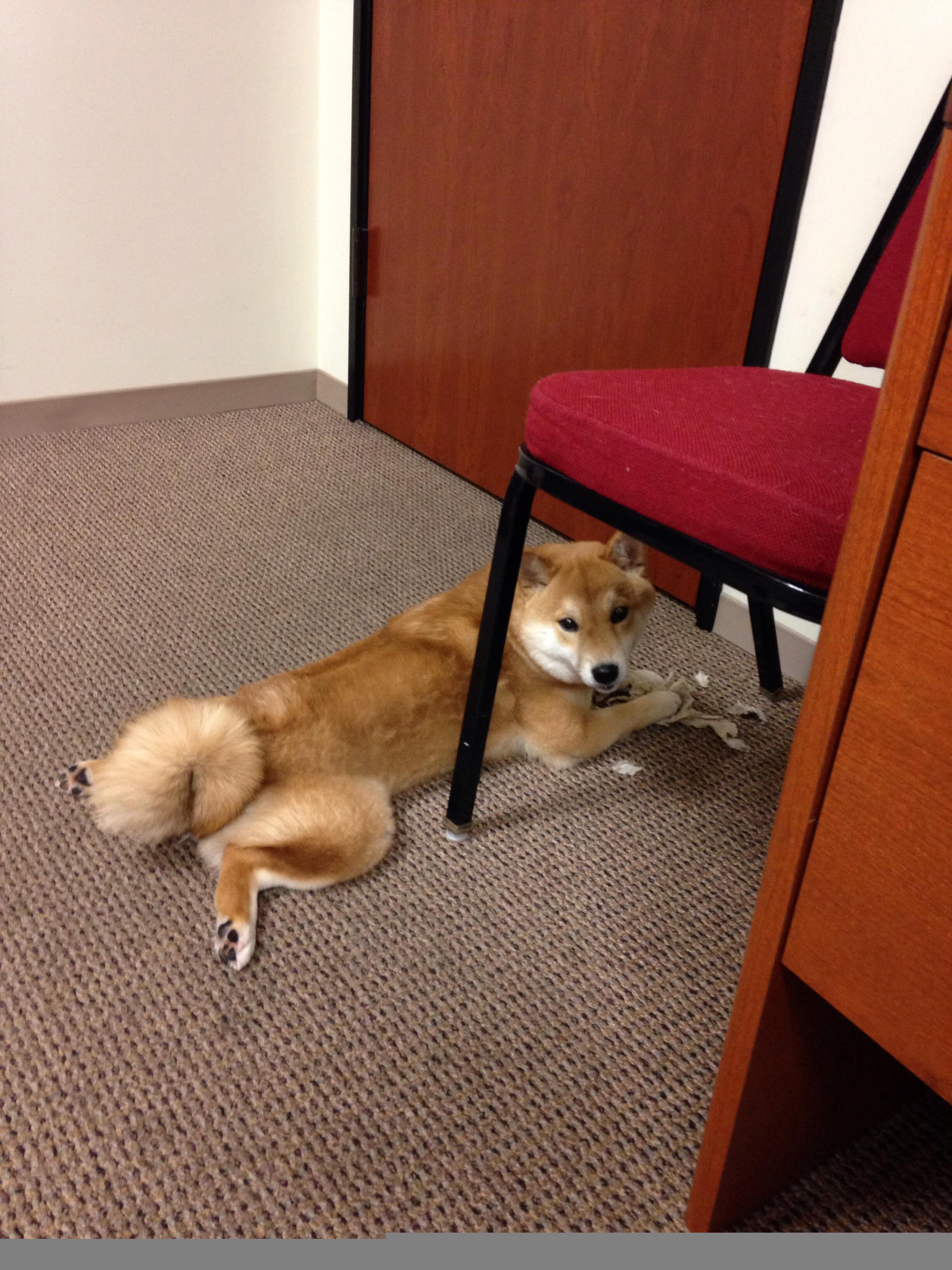 米兰的舞池,哥伦比亚的鼓点,弗拉霍维奇在战术乐章中破茧成蝶