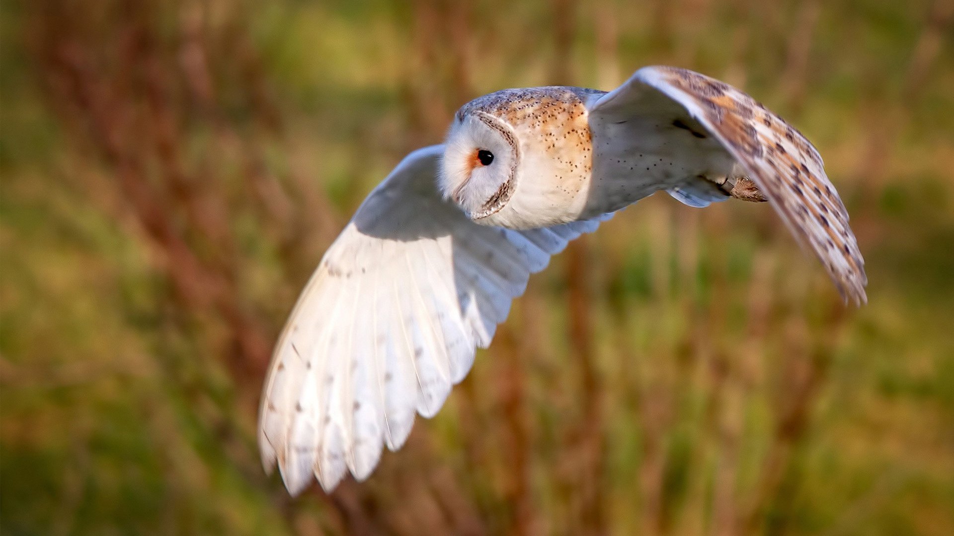 英超争冠焦点战与掘金完胜深圳队，体育竞技的跨领域对话