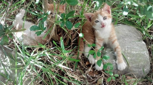 阿森纳制霸里昂，美加墨世界杯焦点战深度解析