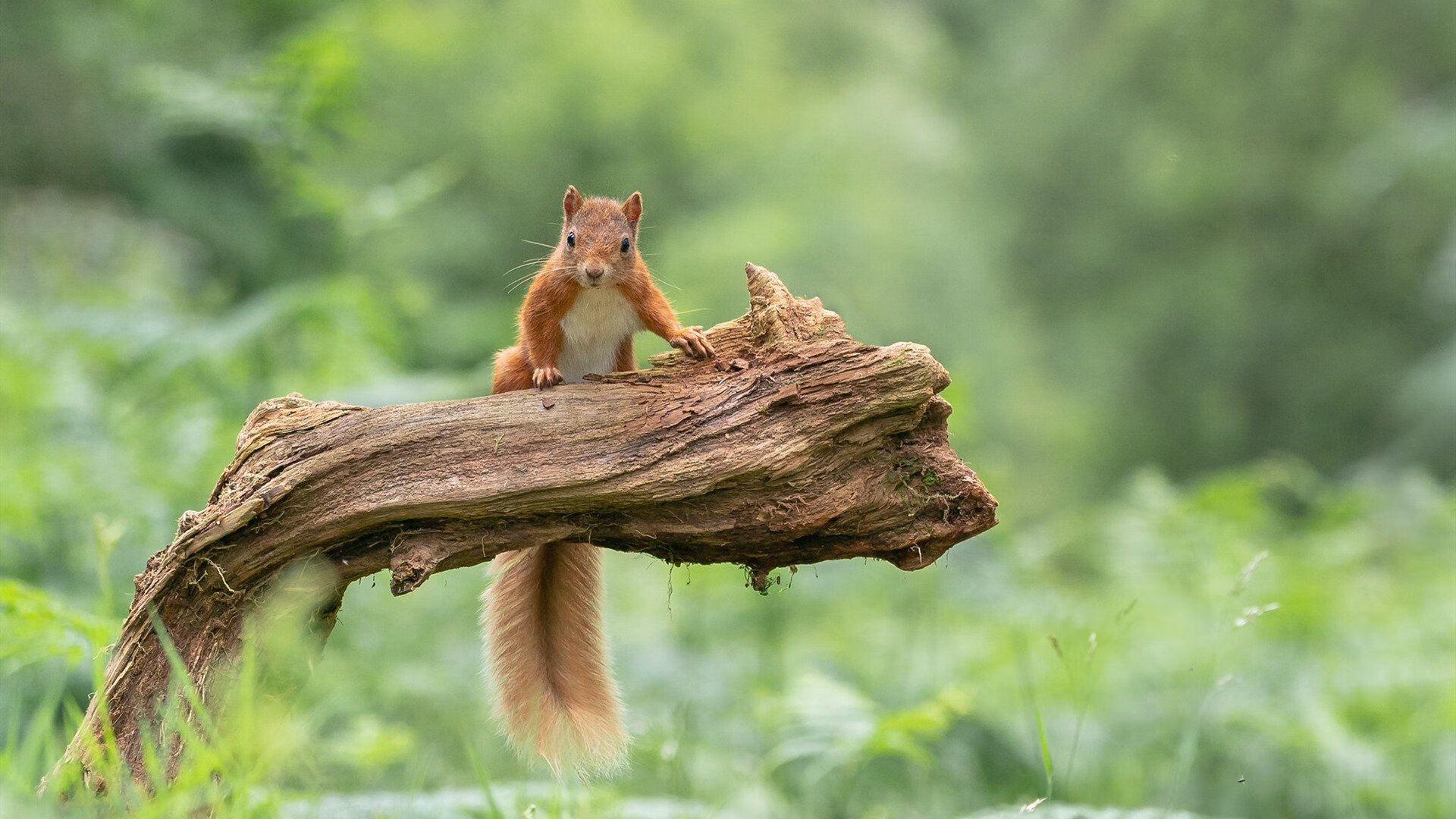 穆勒魔术撕裂夜空,希腊众神终结迦太基遗产