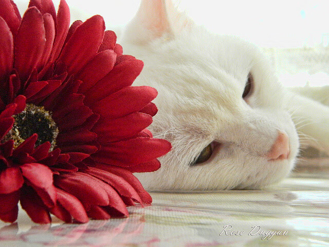 盐湖城的奇迹与洛杉矶的噩梦，杰伦·格林致命一击终结湖人